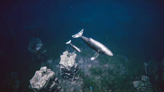 Supporting image for Seabed Settlers Press release